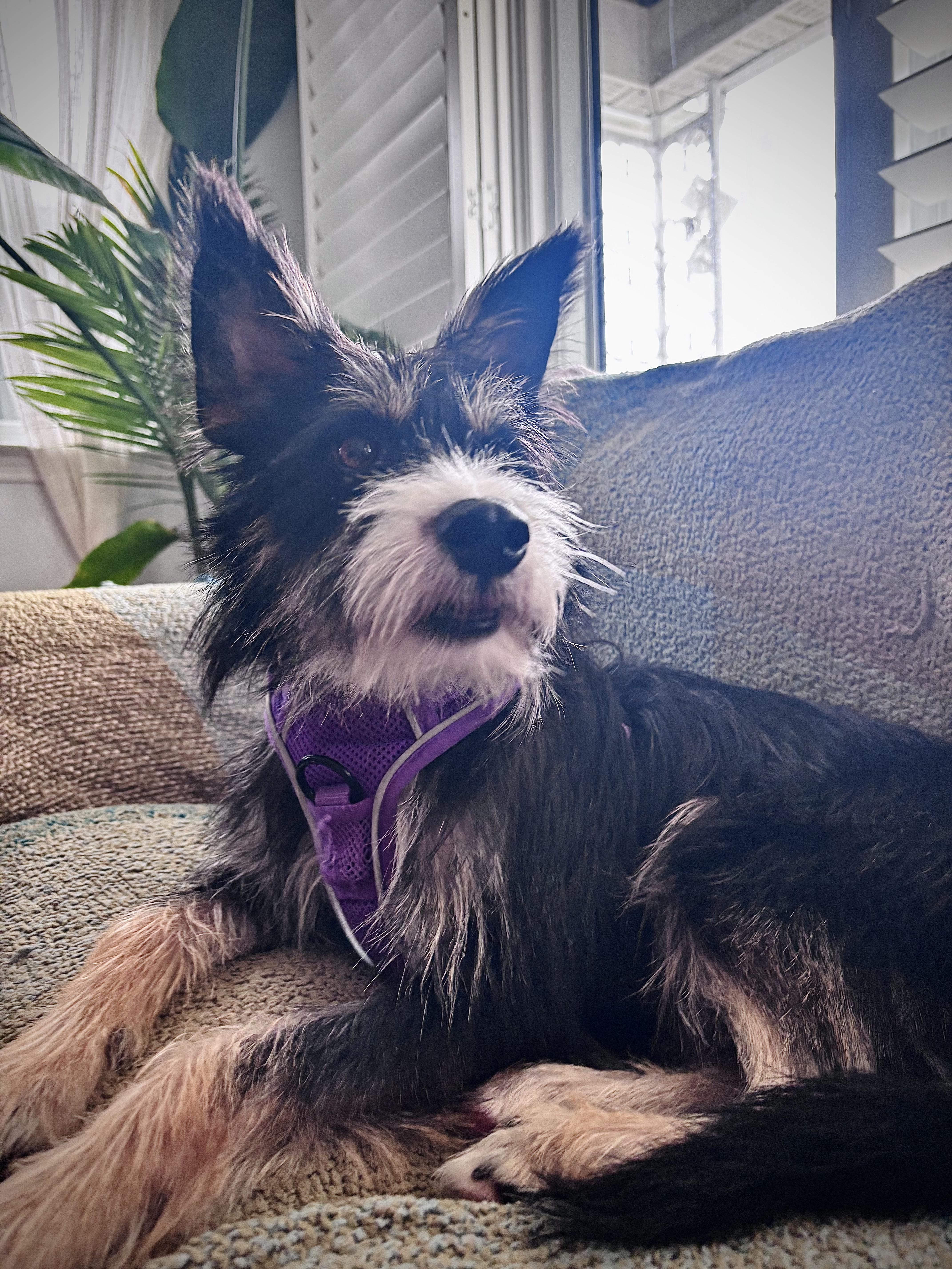 Enlarge Chaser Bonded to Rupel, a Adopted Terrier in Ellicott City, MD image 3/6