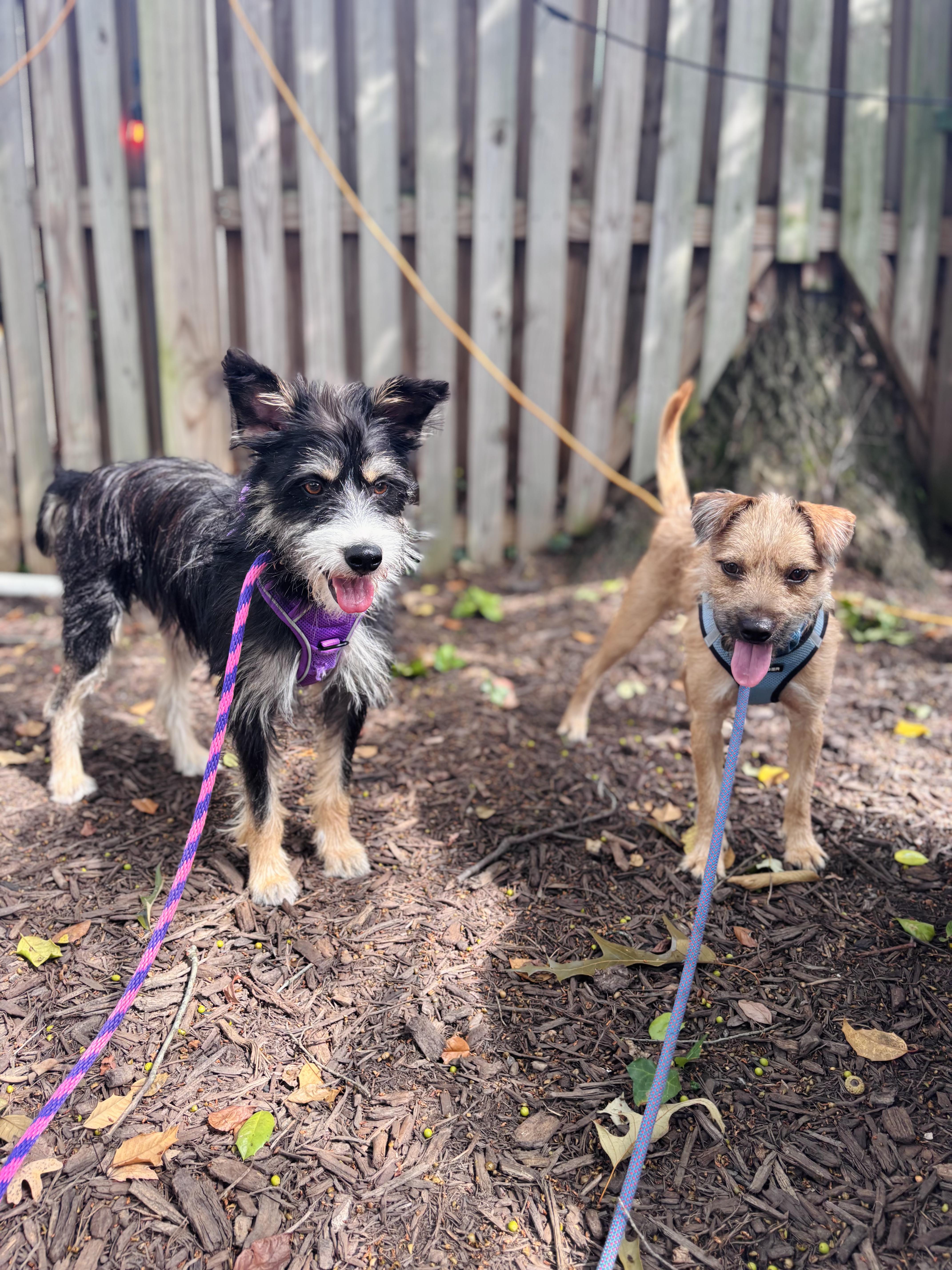Enlarge Chaser Bonded to Rupel, a Adopted Terrier in Ellicott City, MD image 5/6
