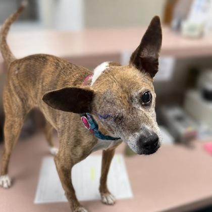Enlarge Liv, a ADOPTABLE mixed breed in Worcester, MA image 1/1
