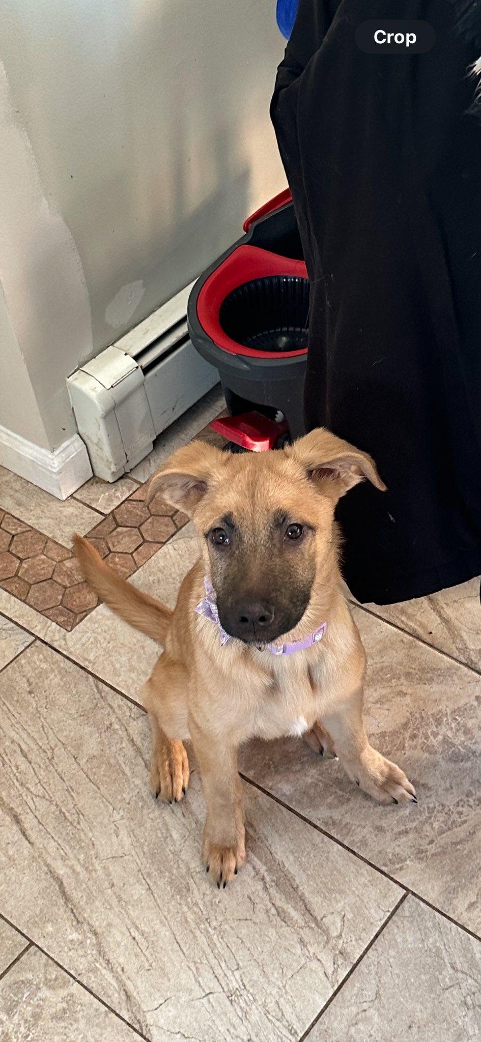 Jade, ADOPTABLE, Puppy Female Border Collie & Affenpinscher.