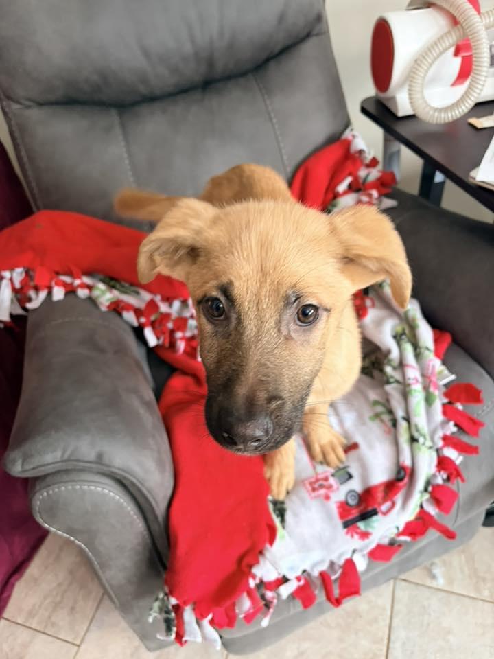 Enlarge Jade, an adopted mixed breed in Riverdale, NJ image 4/5