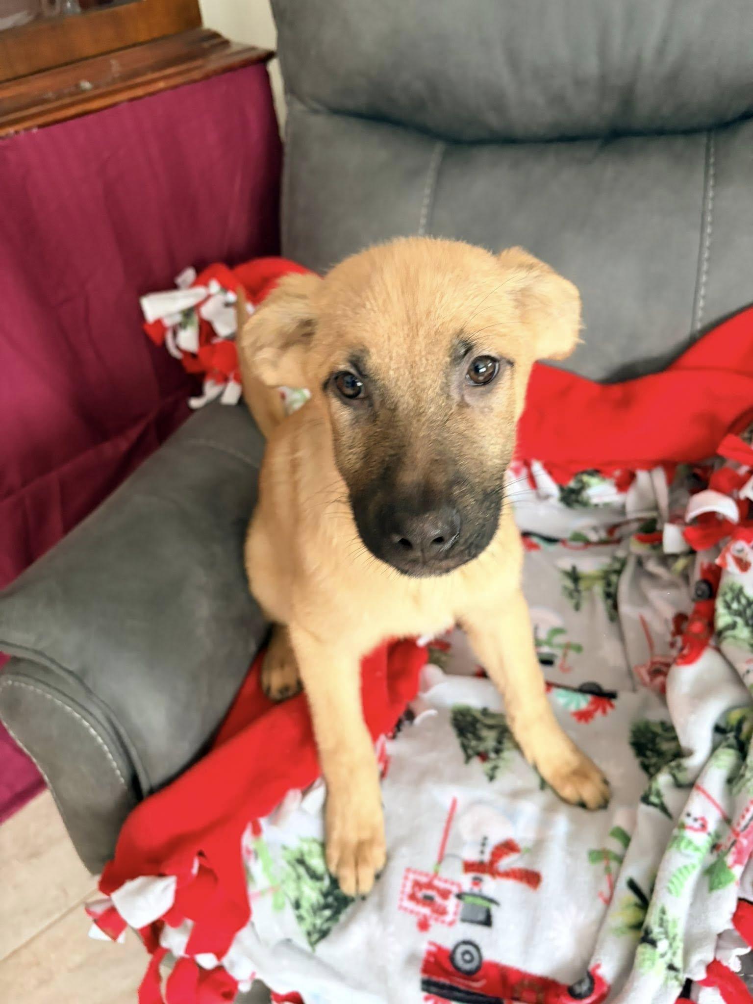 Enlarge Jade, an adopted mixed breed in Riverdale, NJ image 2/5