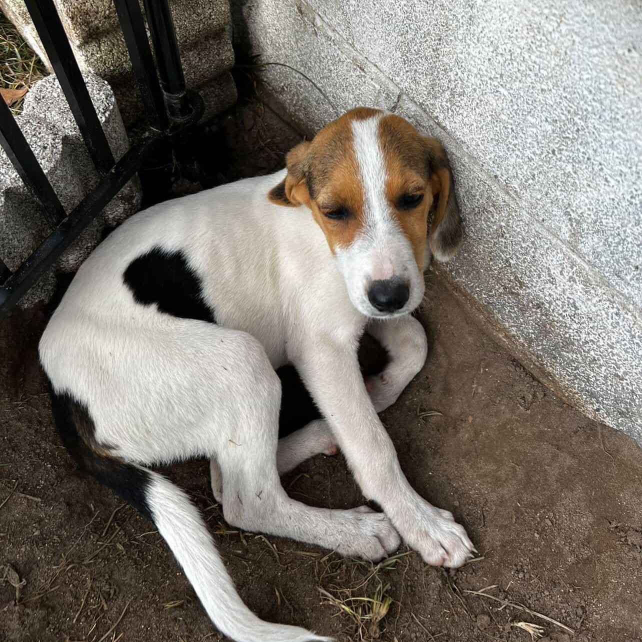 Enlarge Dotty, an adopted Treeing Walker Coonhound in Charlotte, NC image 4/6