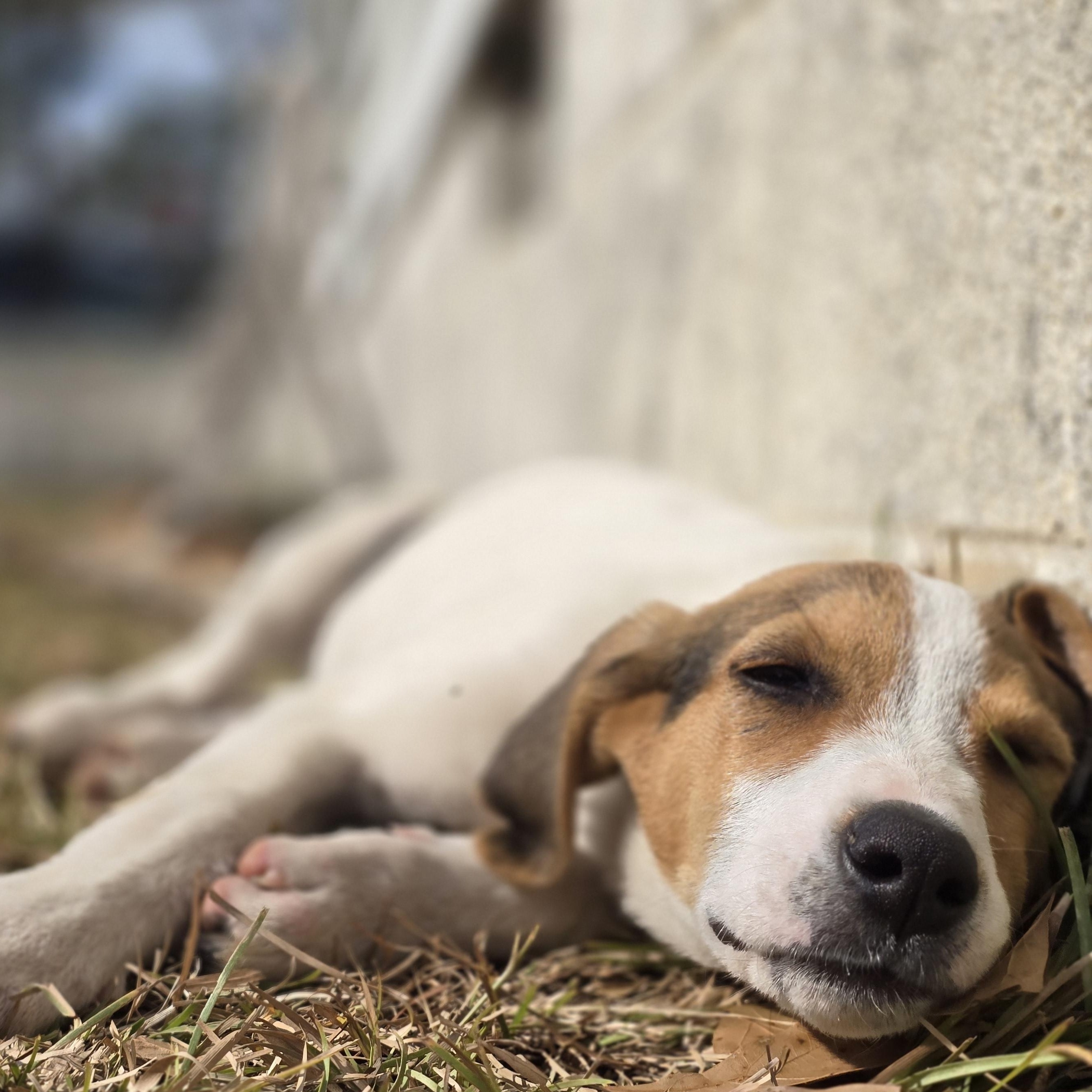 Enlarge Dotty, an adopted Treeing Walker Coonhound in Charlotte, NC image 1/6
