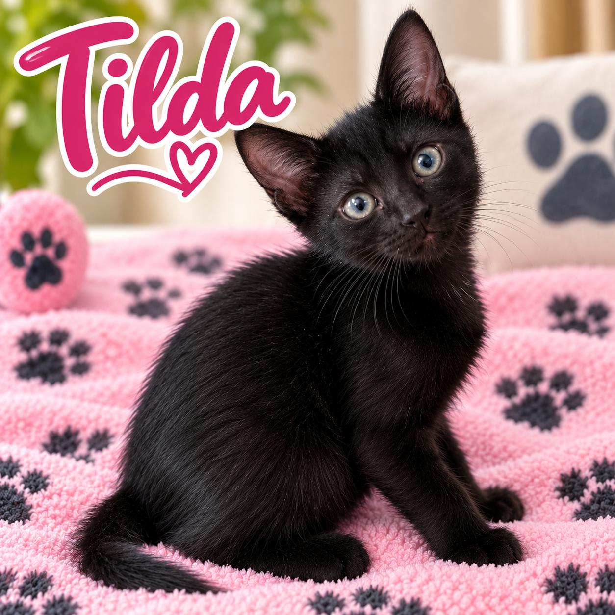 Tilda, Adopted, Kitten Female Domestic Short Hair.