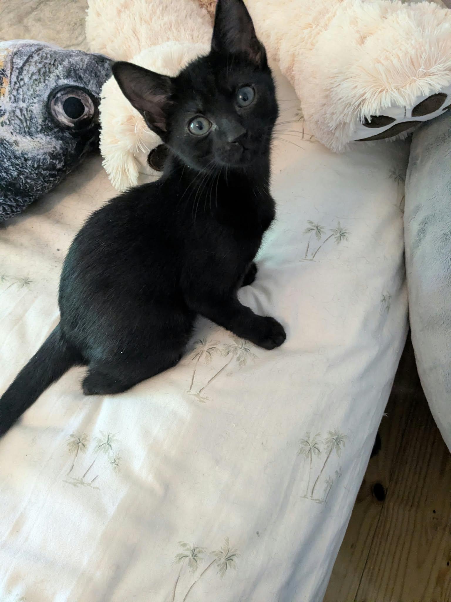 Enlarge Tilda, a Adopted mixed breed in Cookeville, TN image 4/5