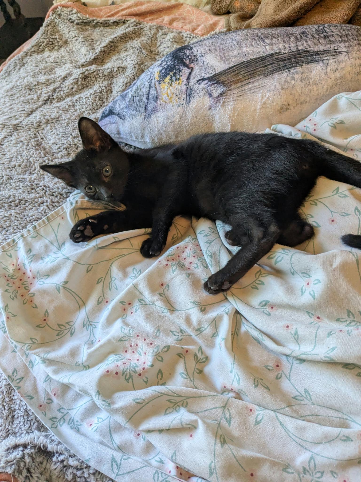 Enlarge Tilda, a Adopted mixed breed in Cookeville, TN image 2/5