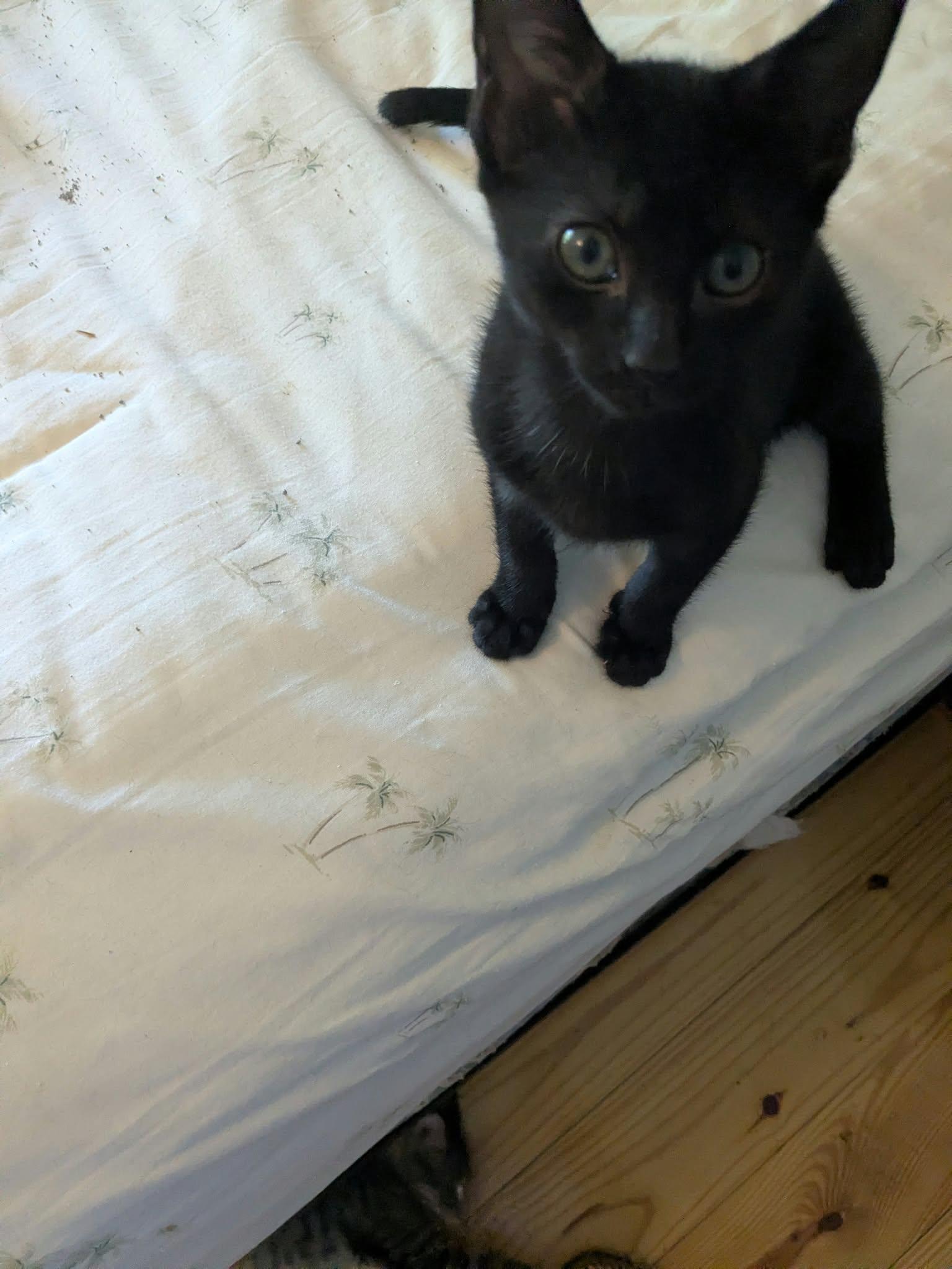 Enlarge Tilda, a Adopted mixed breed in Cookeville, TN image 3/5