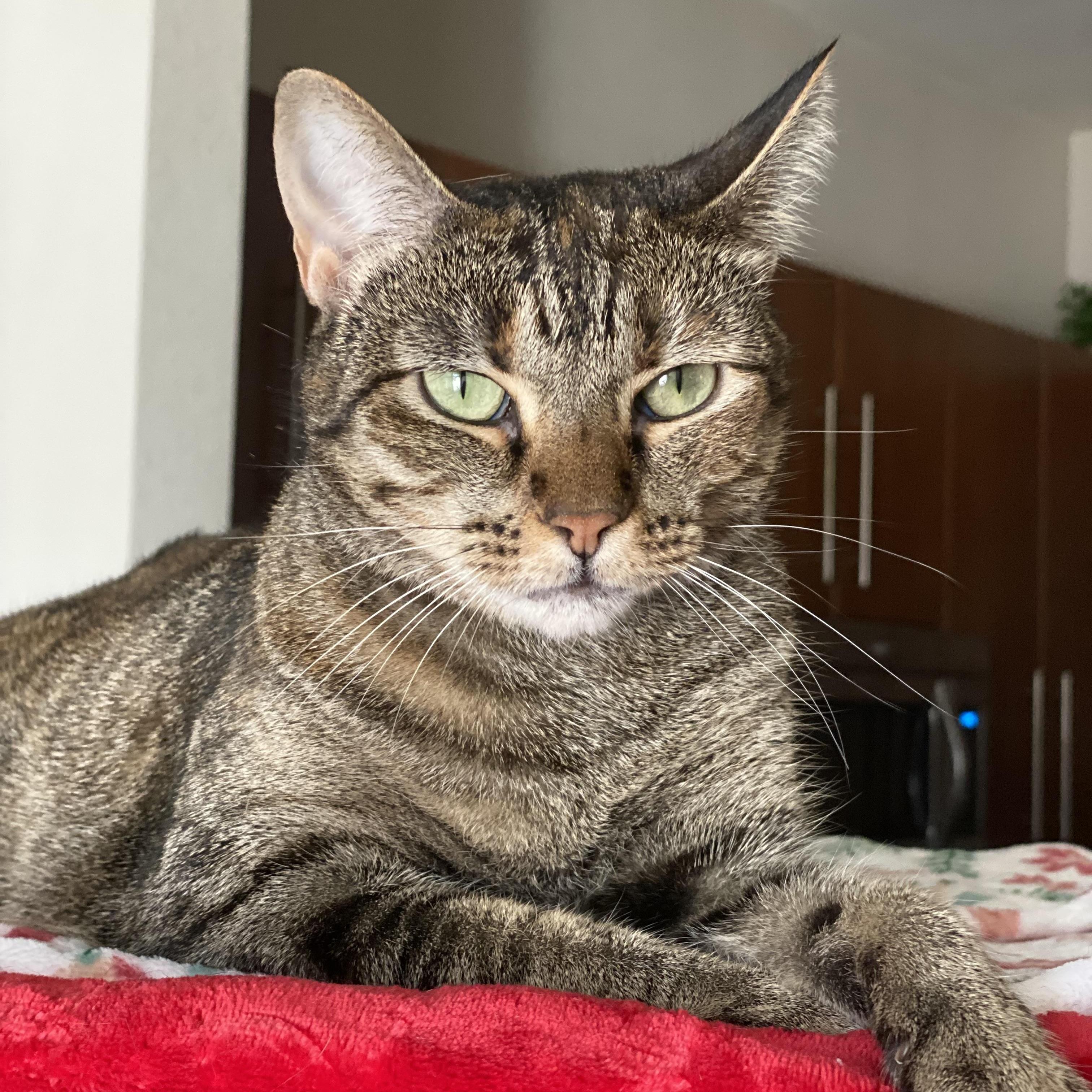 Cleo — thumbnail 3