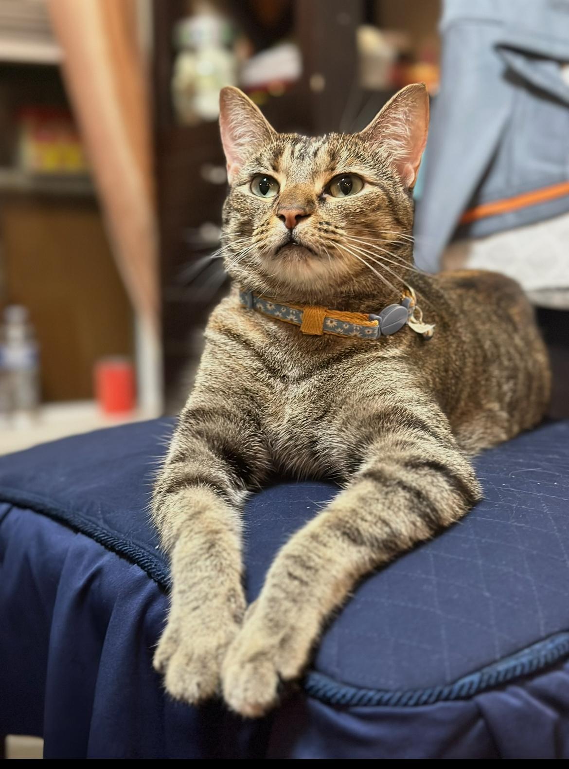 Cleo — thumbnail 4