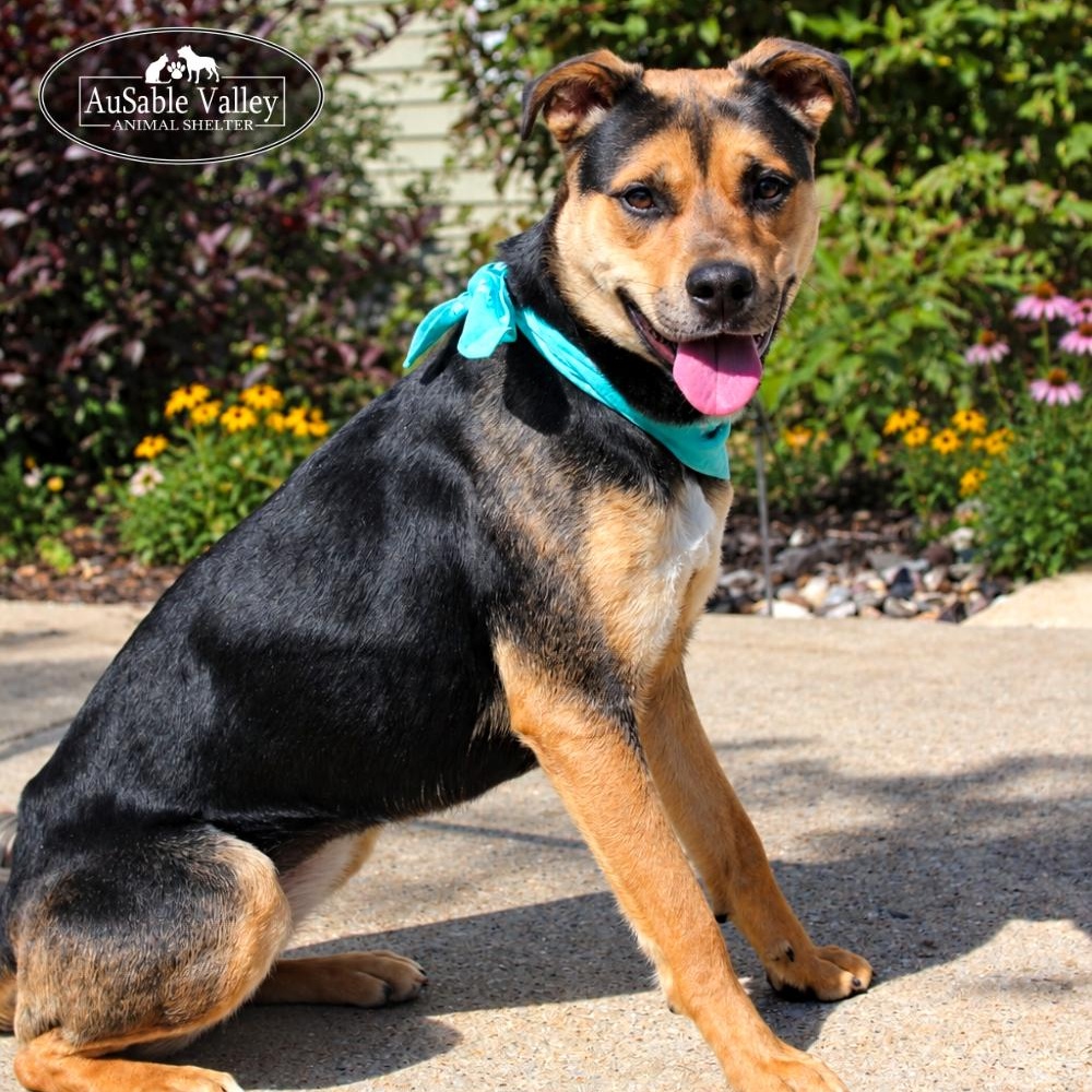Carley, Adopted, Adult Female Mixed Breed.