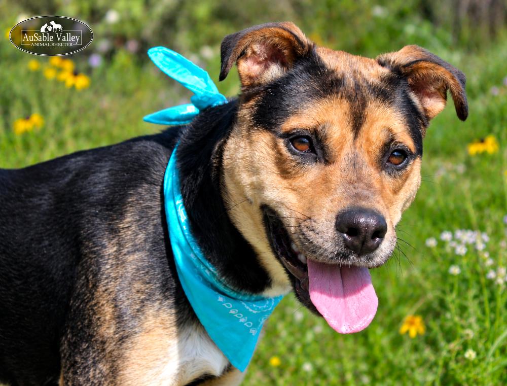 Enlarge Carley, a Adopted mixed breed in Grayling, MI image 5/6