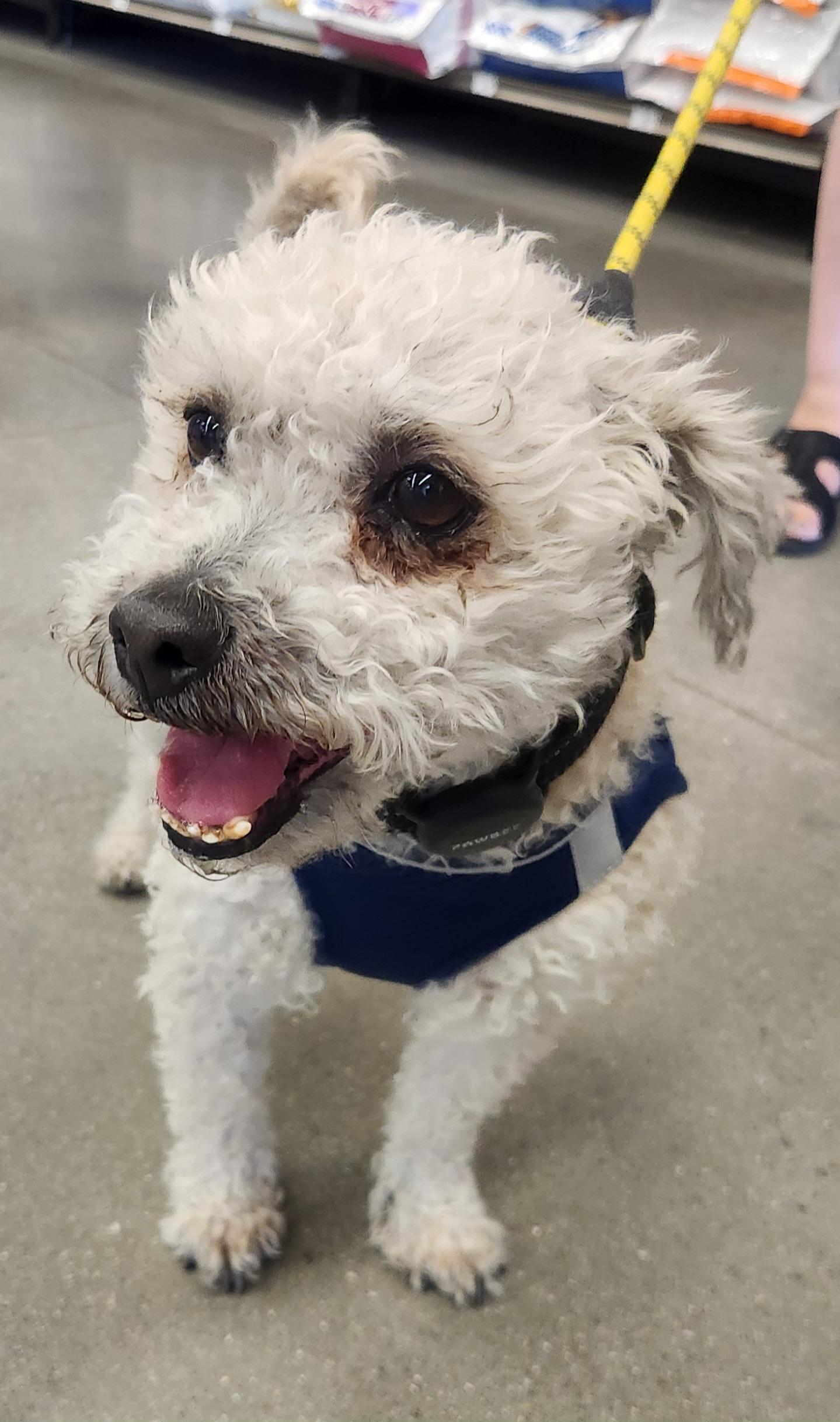 TATU, a Adoptable Maltipoo in Las Vegas, NV image 1/11