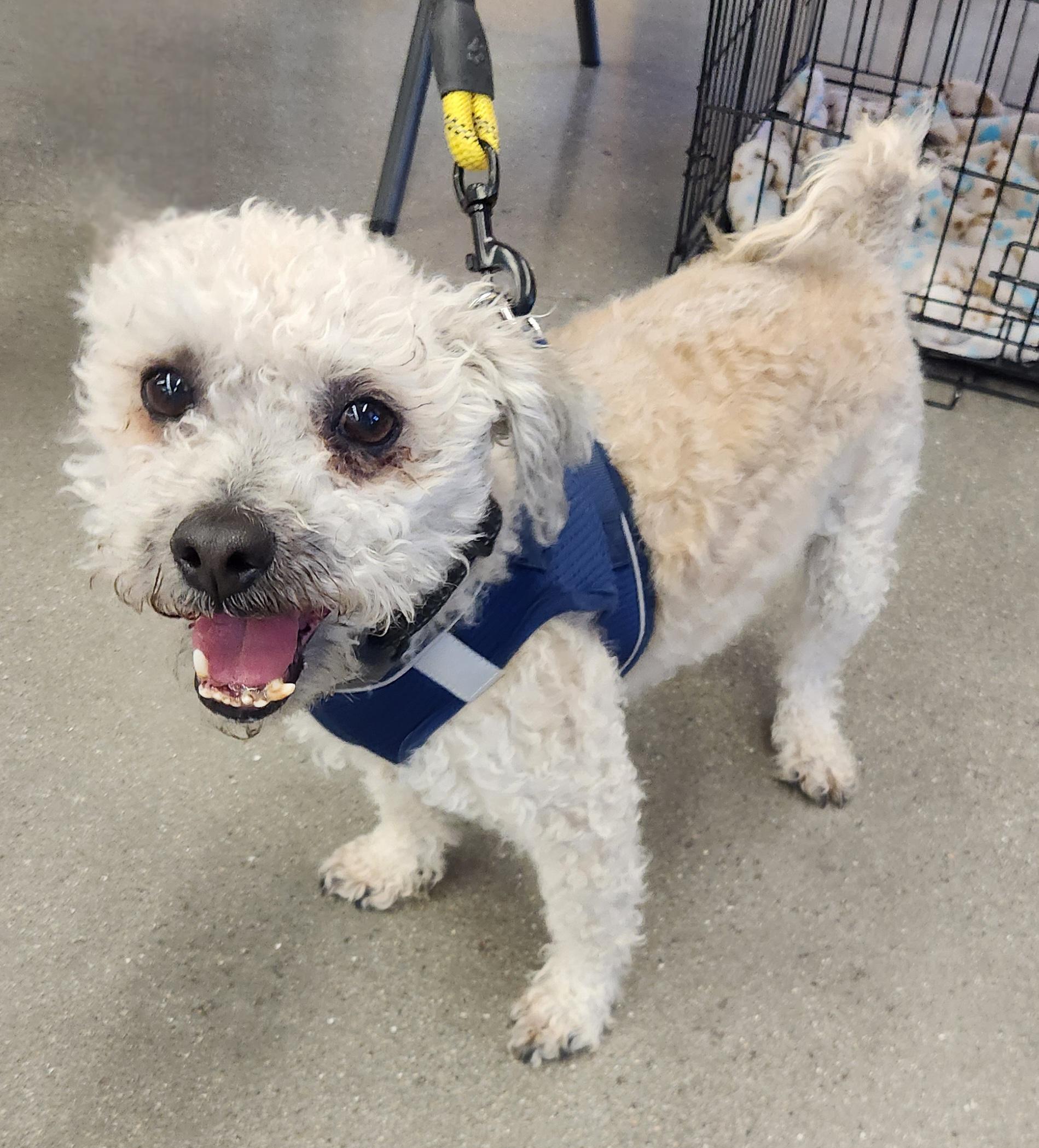 TATU, a Adoptable Maltipoo in Las Vegas, NV image 2/11