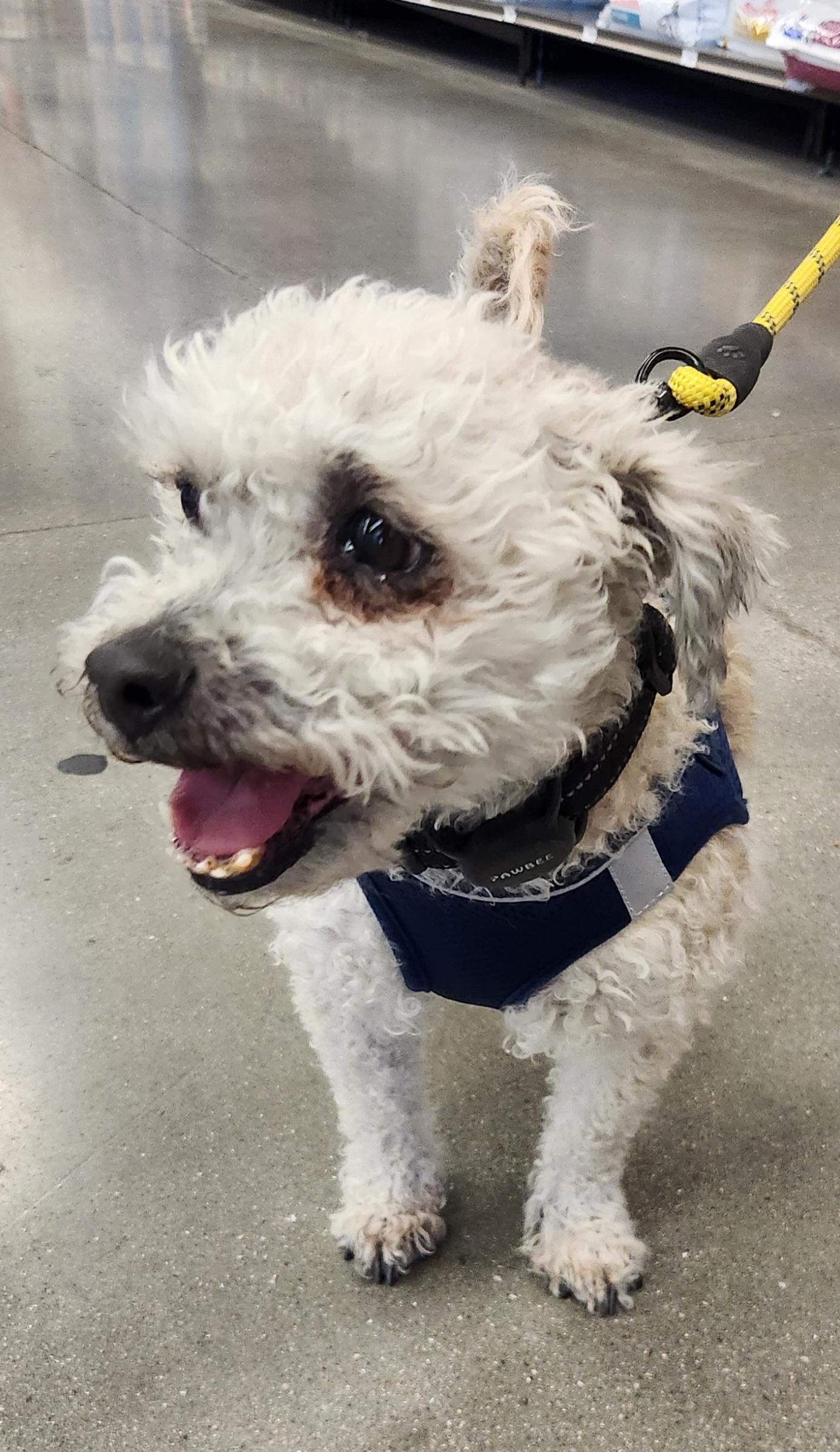 TATU, a Adoptable Maltipoo in Las Vegas, NV image 3/11