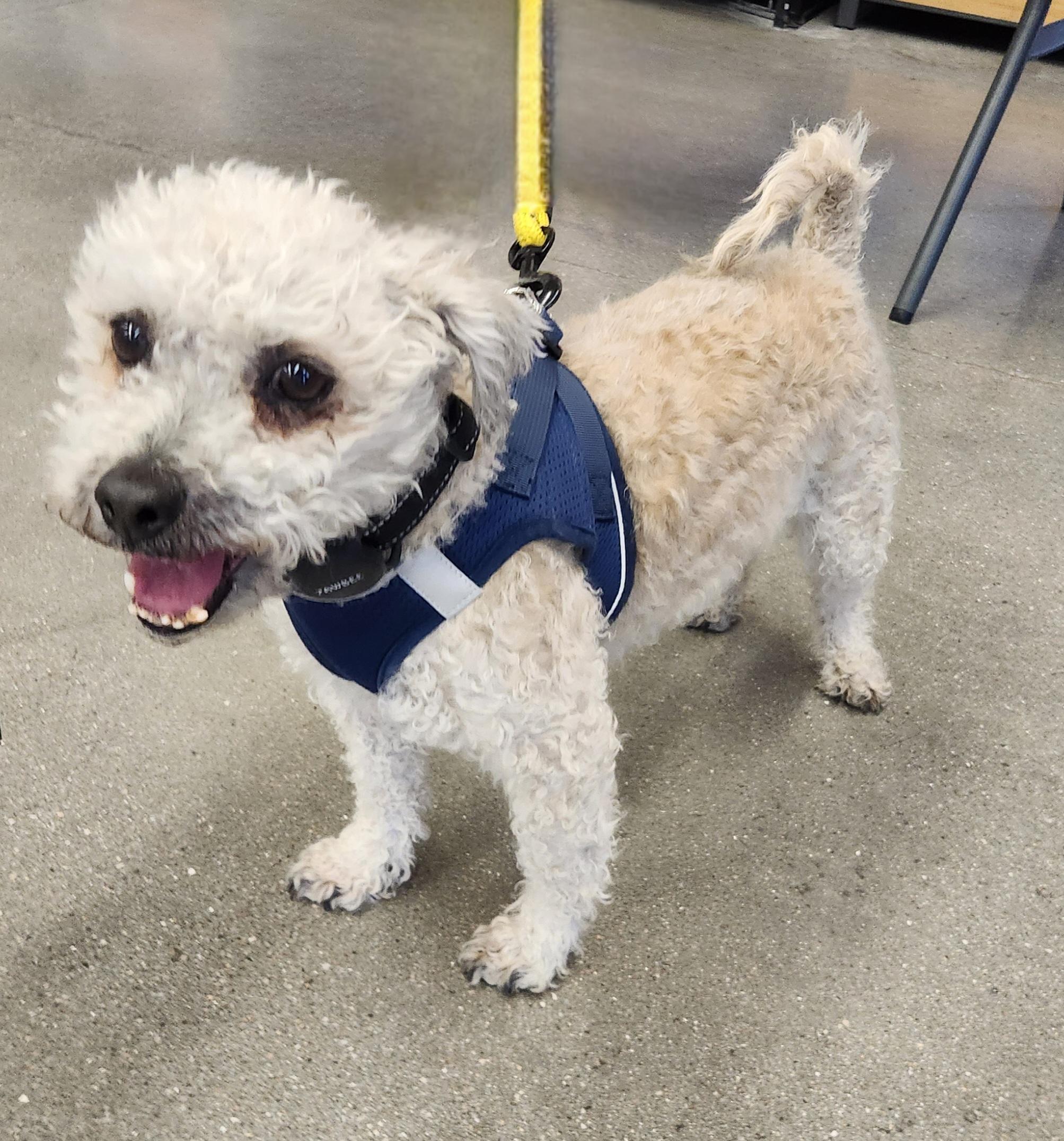 TATU, a Adoptable Maltipoo in Las Vegas, NV image 4/11