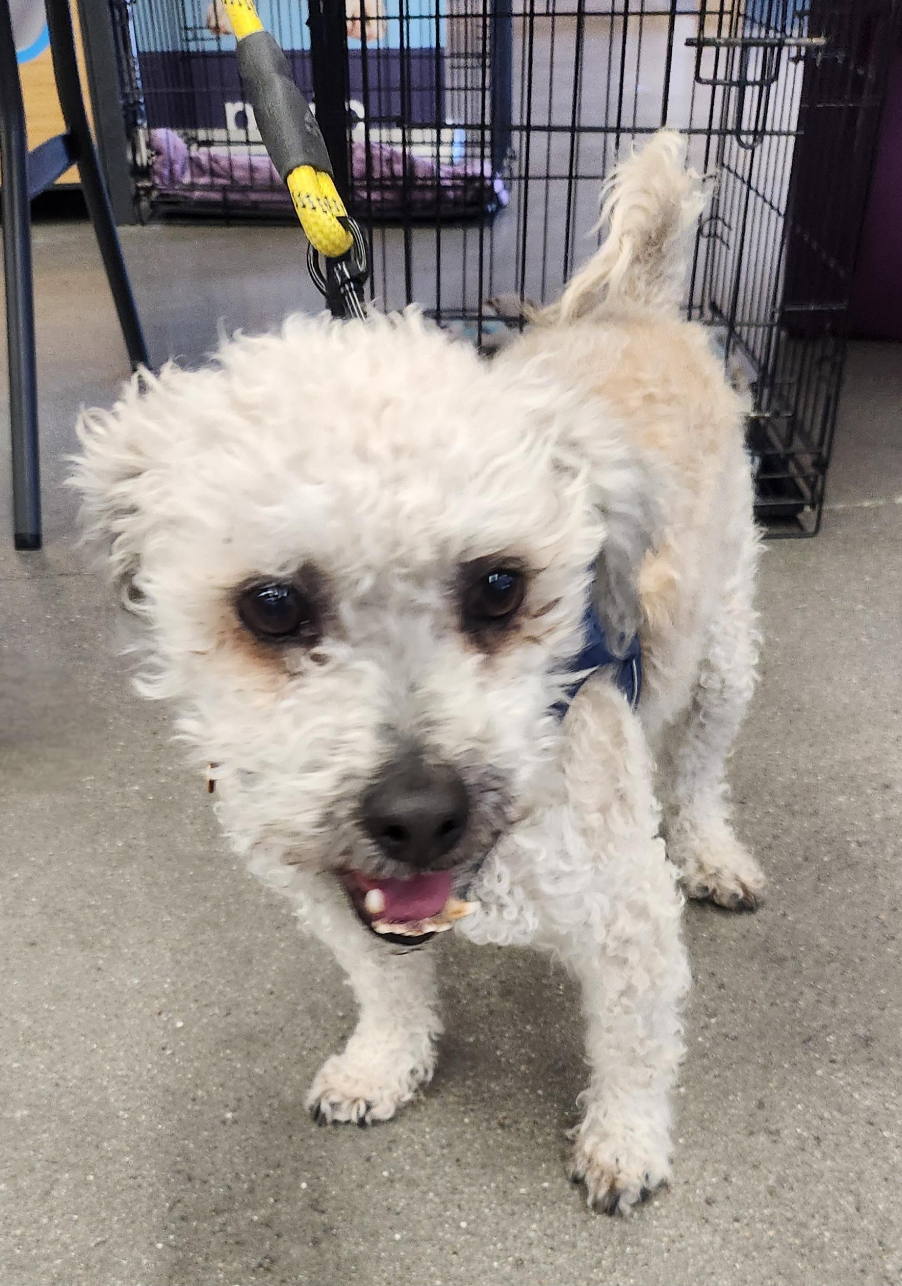TATU, a Adoptable Maltipoo in Las Vegas, NV image 5/11