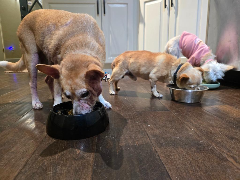 George, Adoptable, Senior Male Chihuahua & Shiba Inu.