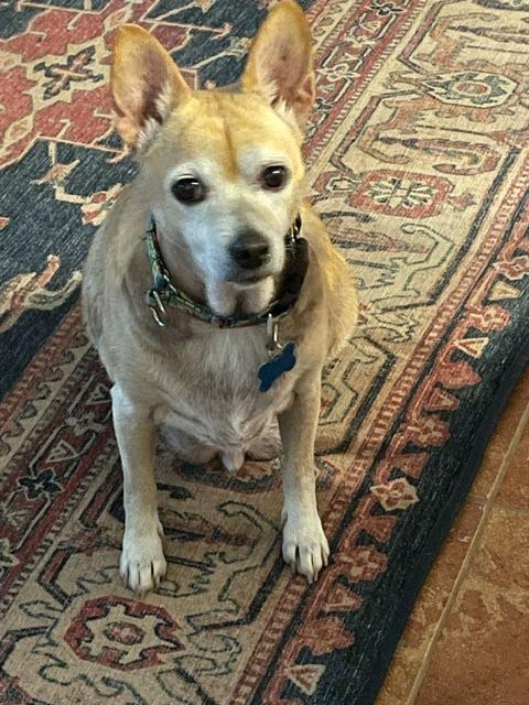 Enlarge George, a Adoptable mixed breed in El Cajon, CA image 3/6