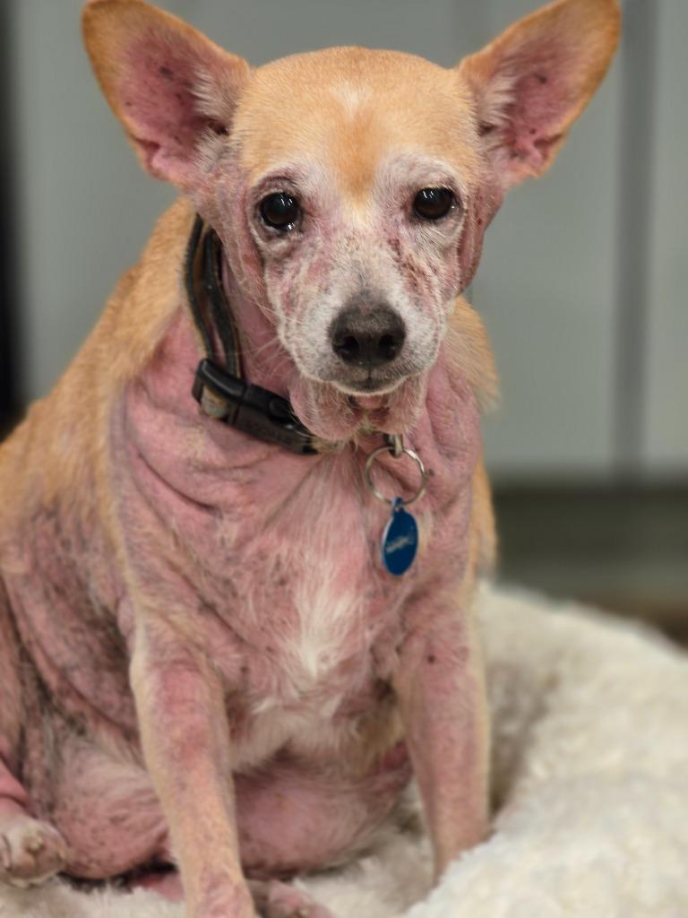 Enlarge George, a Adoptable mixed breed in El Cajon, CA image 6/6