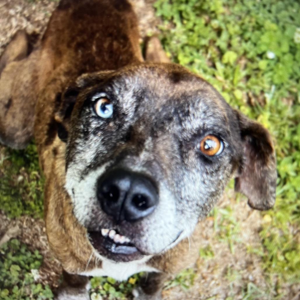 Jones, a Adoptable Catahoula Leopard Dog in Clanton, AL image 1/2