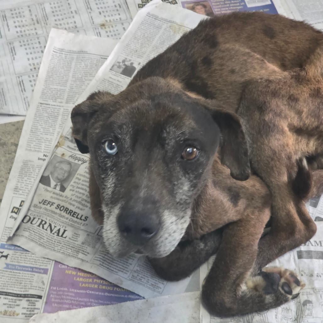 Jones, a Adoptable Catahoula Leopard Dog in Clanton, AL image 2/2