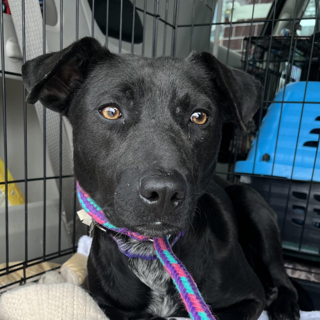 Enlarge Betty, a Adoptable mixed breed in Saugerties, NY image 1/1