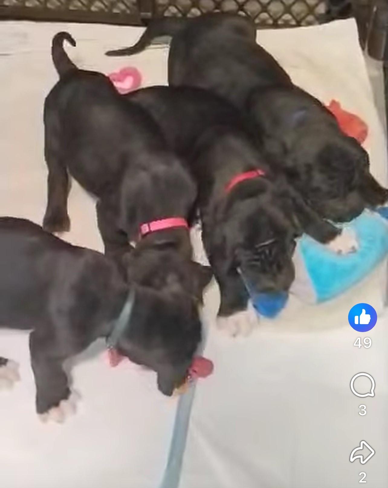 Enlarge Great Dane Puppies, a Adopted Great Dane in Bonneau, SC image 2/3