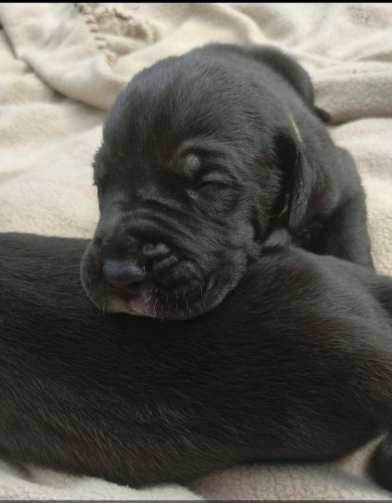 Enlarge Great Dane Puppies, a Adopted Great Dane in Bonneau, SC image 3/3