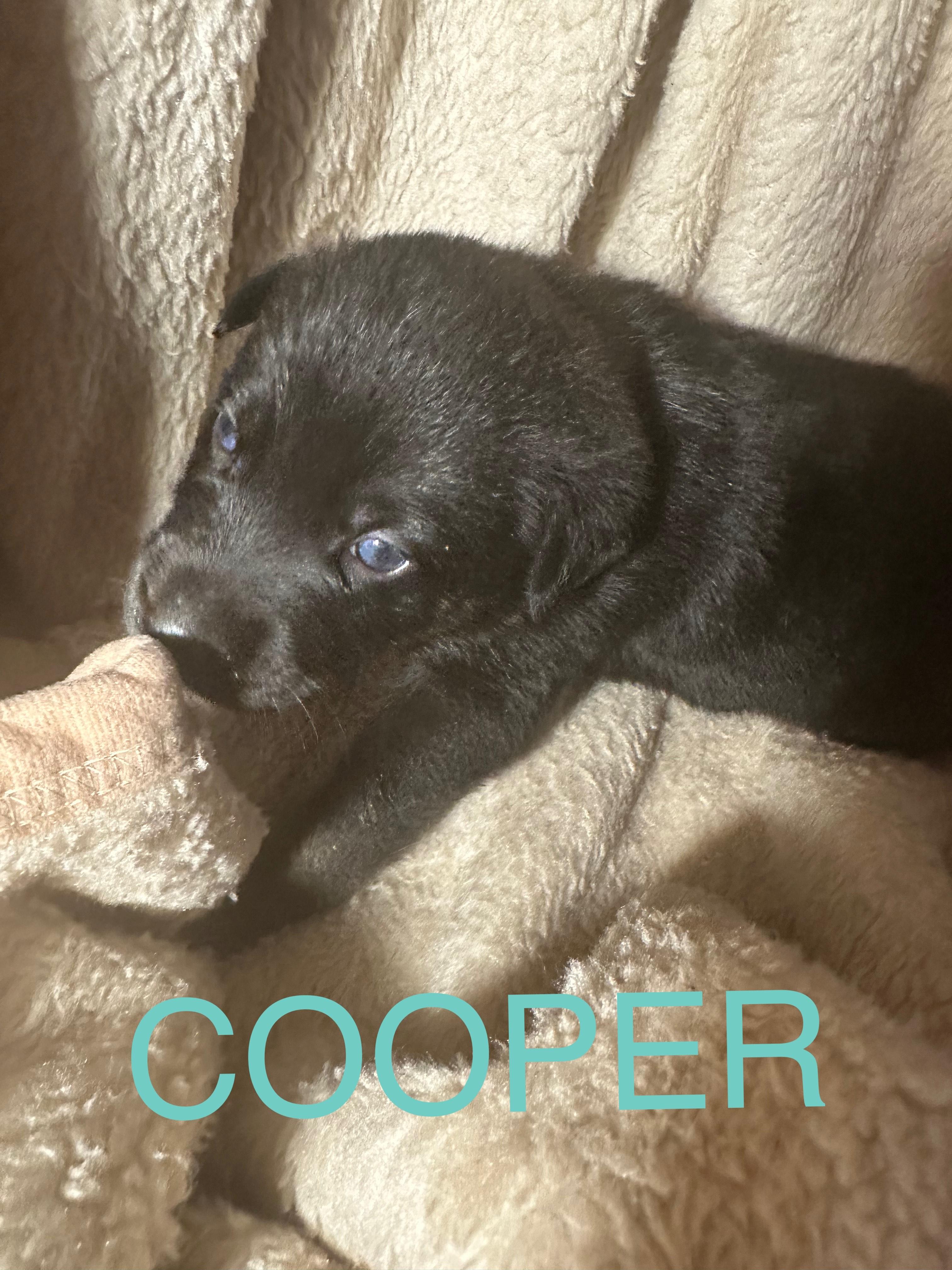 Cooper, an adoptable German Shepherd Dog, Rottweiler in Winnipeg, MB, R2C 3A4 | Photo Image 1