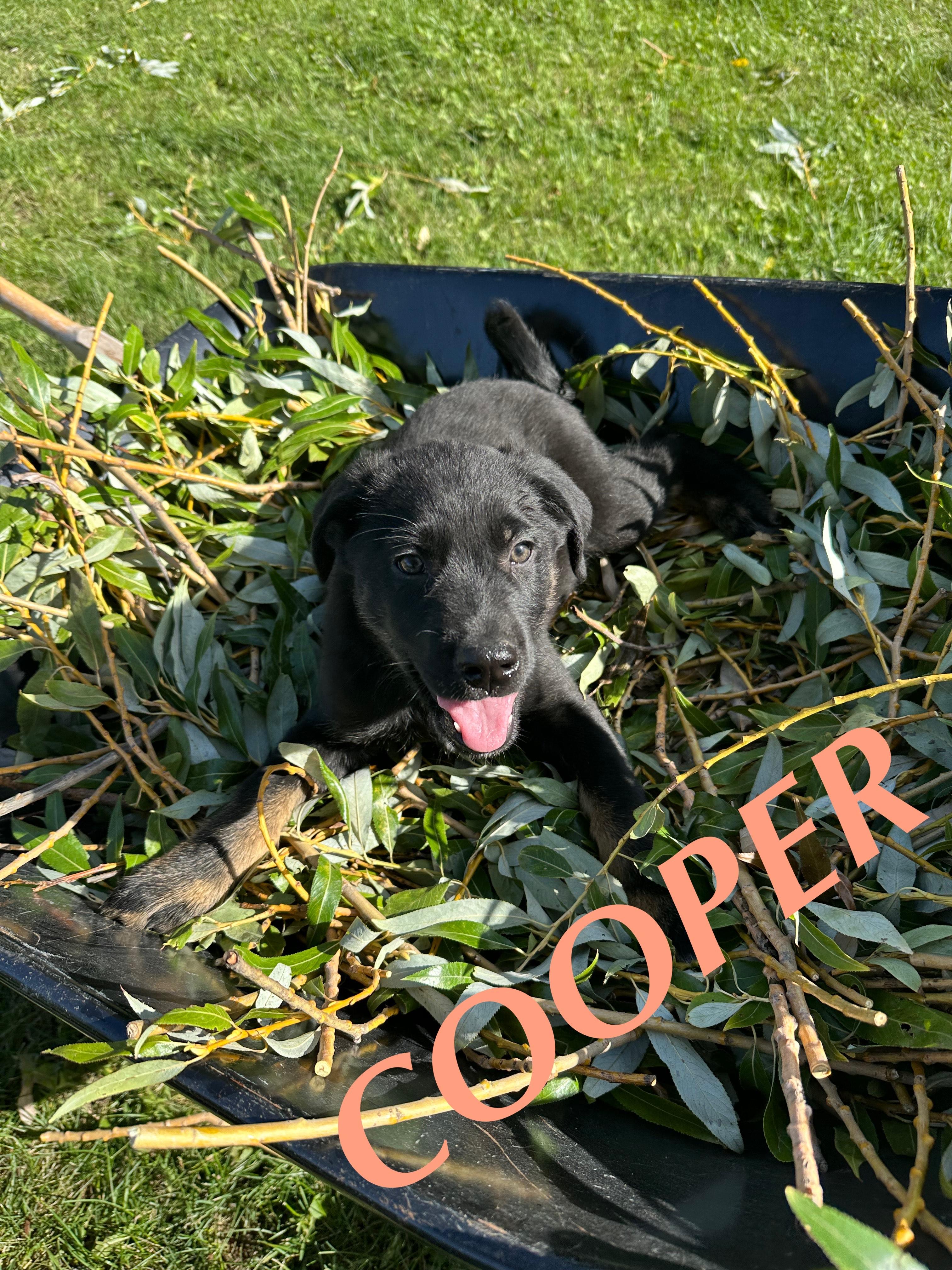 Cooper, an adoptable German Shepherd Dog in Winnipeg, MB, R2C 3A4 | Photo Image 6