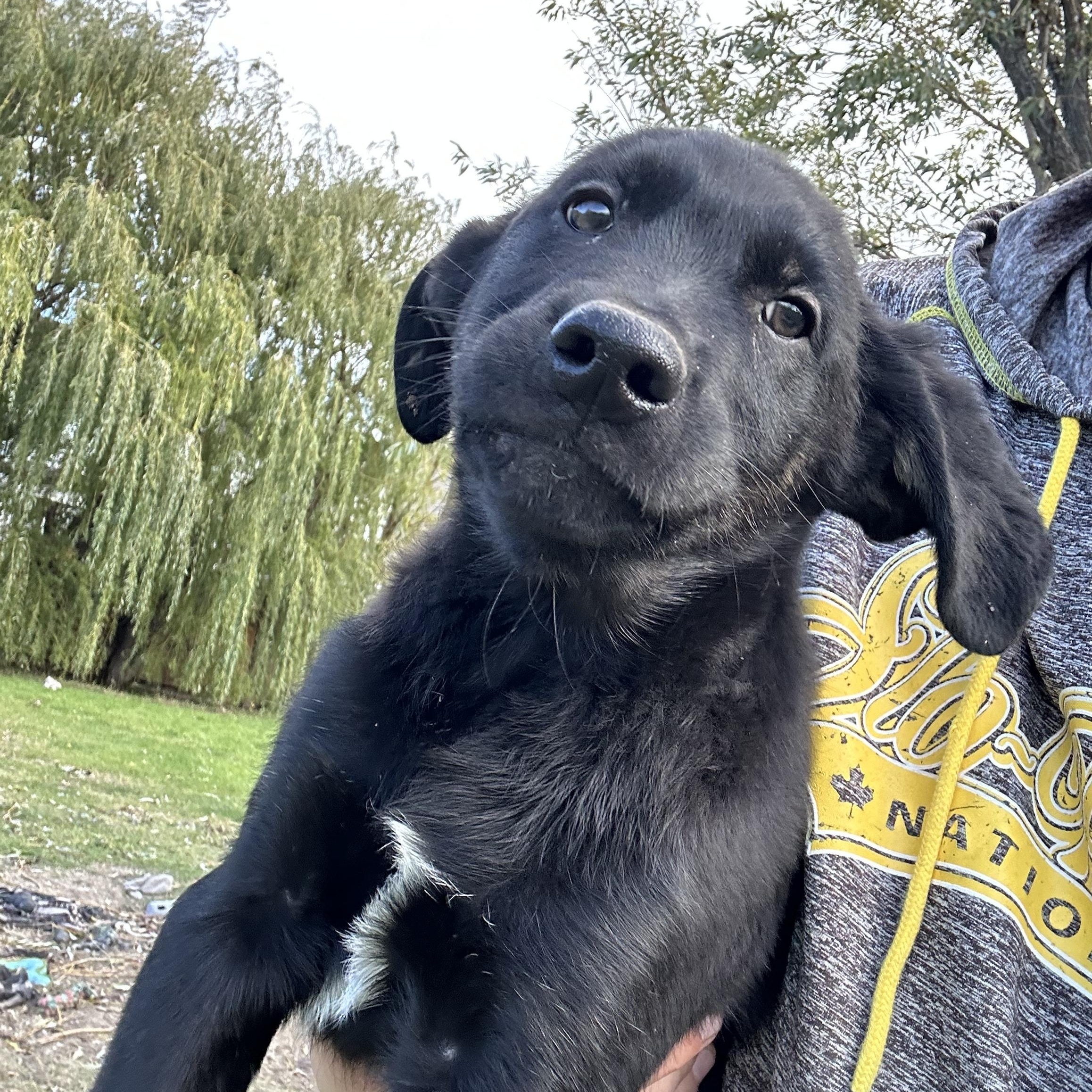 Cooper, an adoptable German Shepherd Dog in Winnipeg, MB, R2C 3A4 | Photo Image 1