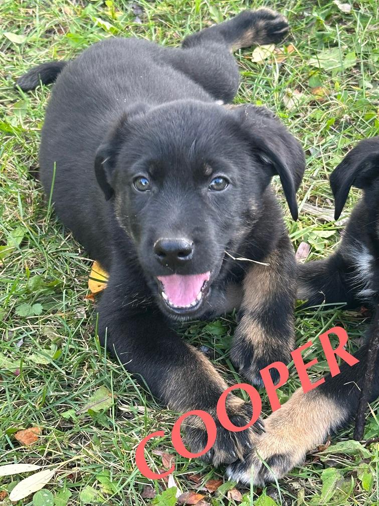 Cooper, an adoptable German Shepherd Dog in Winnipeg, MB, R2C 3A4 | Photo Image 5