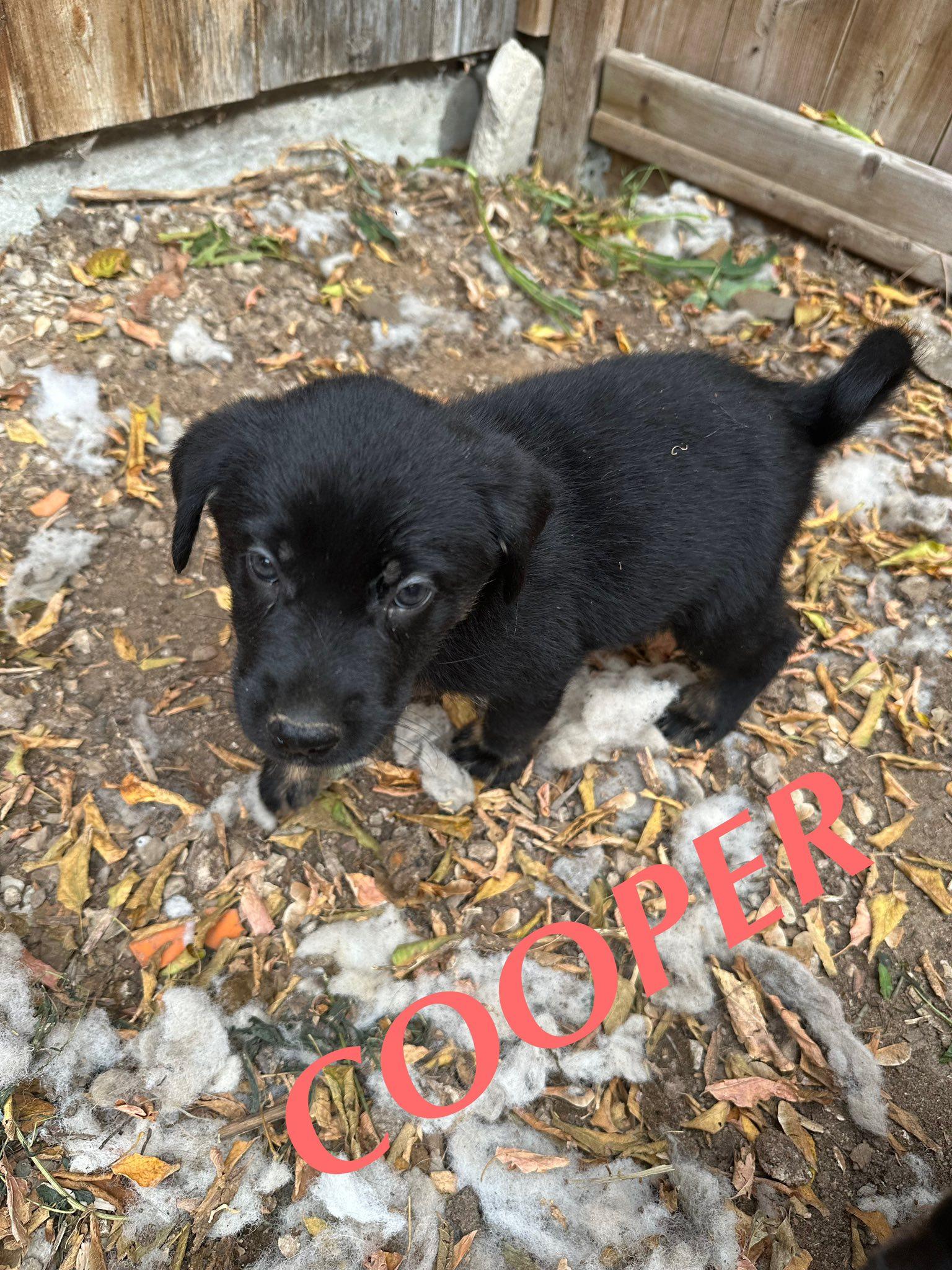 Cooper, an adoptable German Shepherd Dog in Winnipeg, MB, R2C 3A4 | Photo Image 4