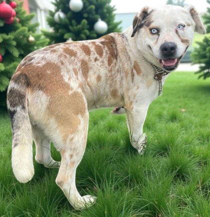 Goofy, a Adoptable American Staffordshire Terrier in Sullivan, IN image 1/2
