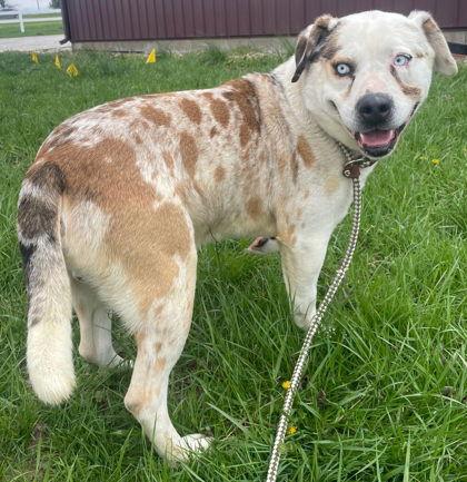 Goofy, a Adoptable American Staffordshire Terrier in Sullivan, IN image 2/2