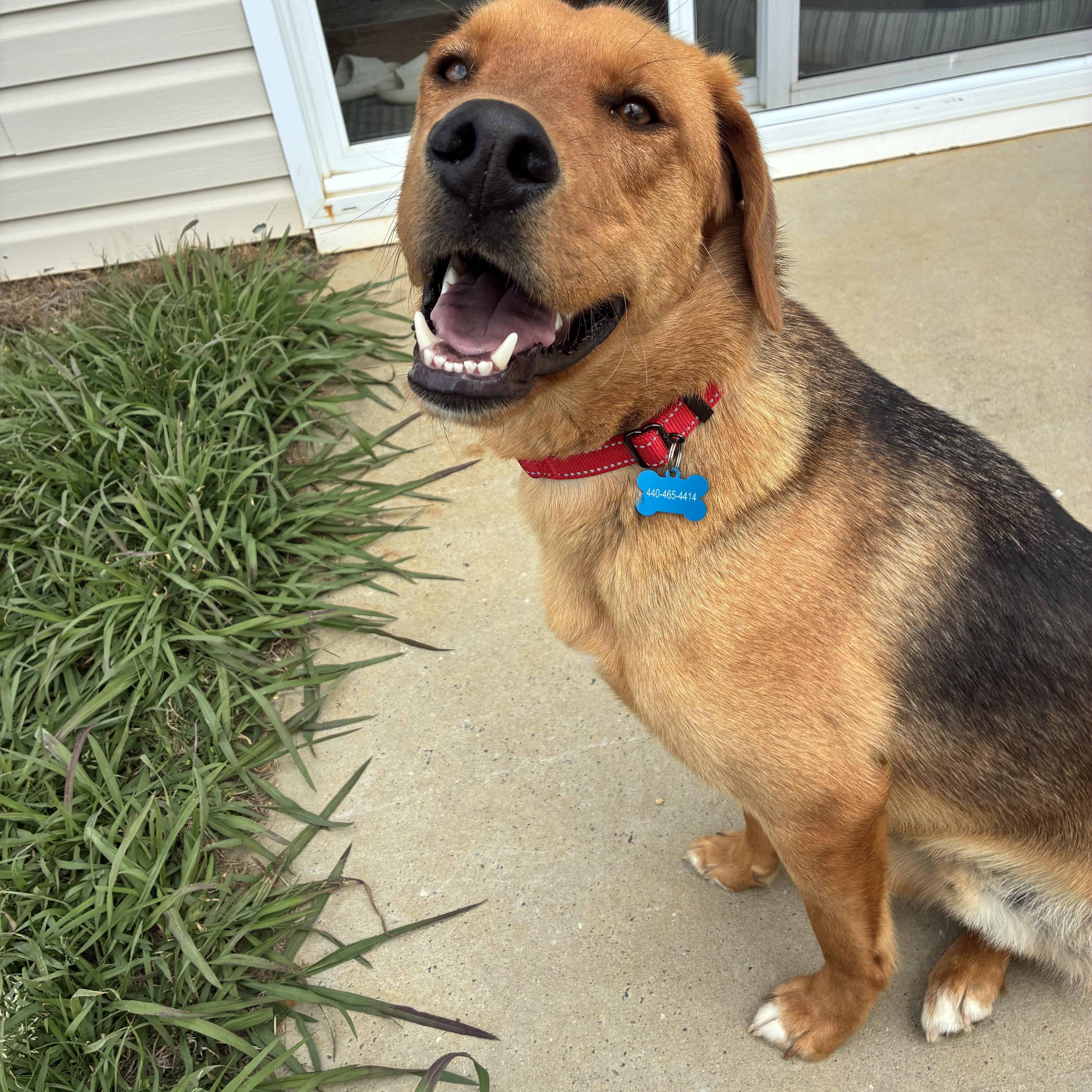 Enlarge Eli, a Adoptable mixed breed in Charlotte, NC image 4/6