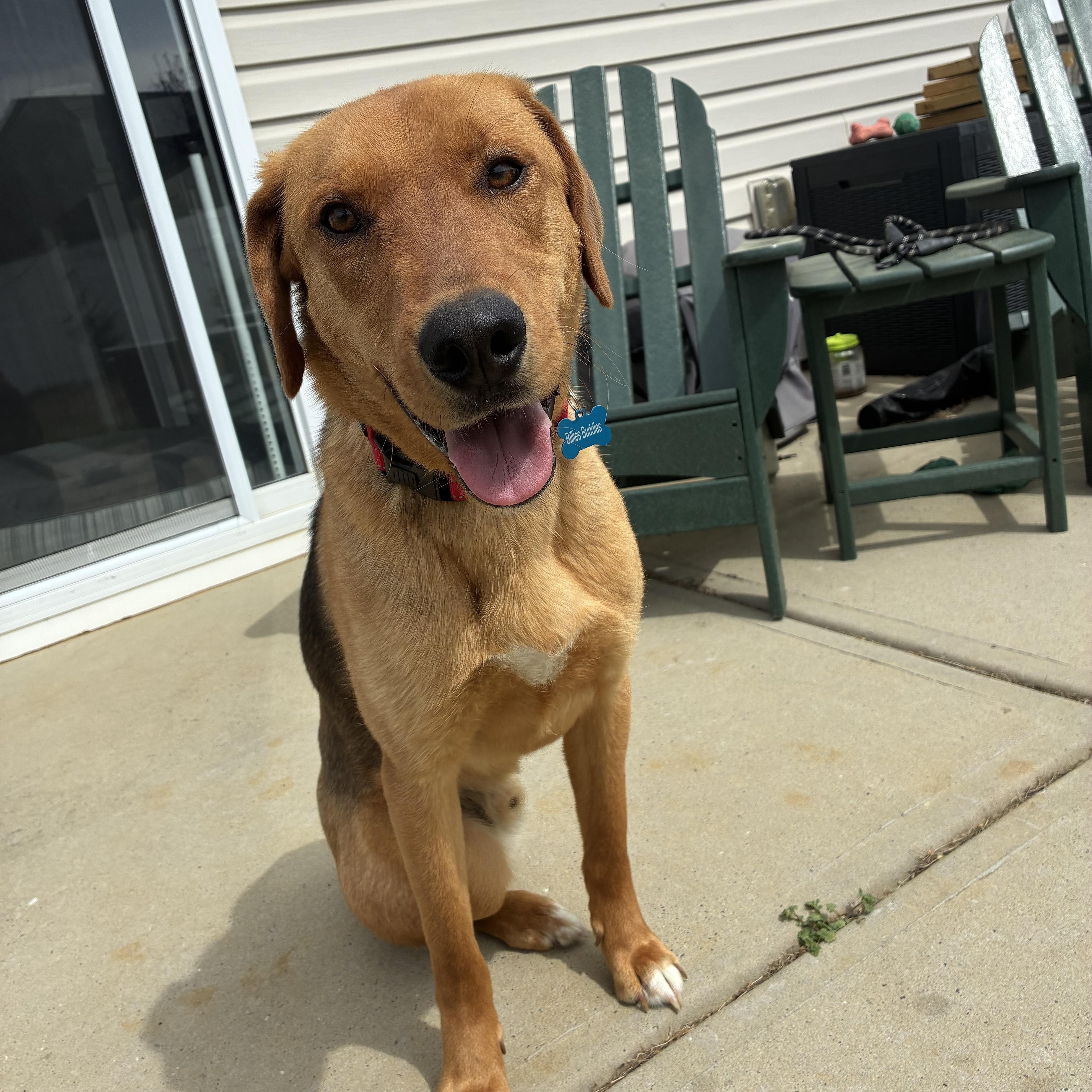 Enlarge Eli, a Adoptable mixed breed in Charlotte, NC image 2/6