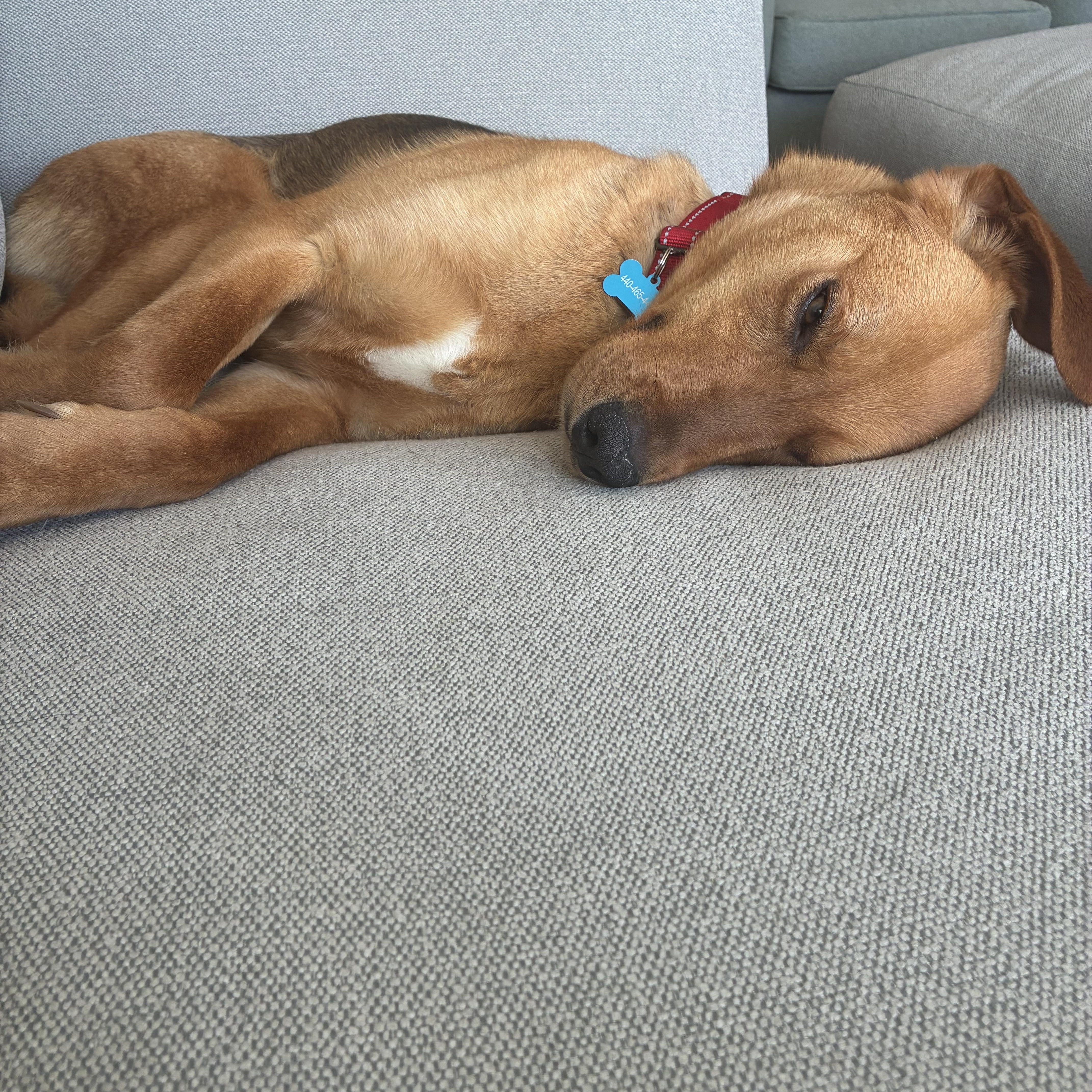 Enlarge Eli, a Adoptable mixed breed in Charlotte, NC image 5/6