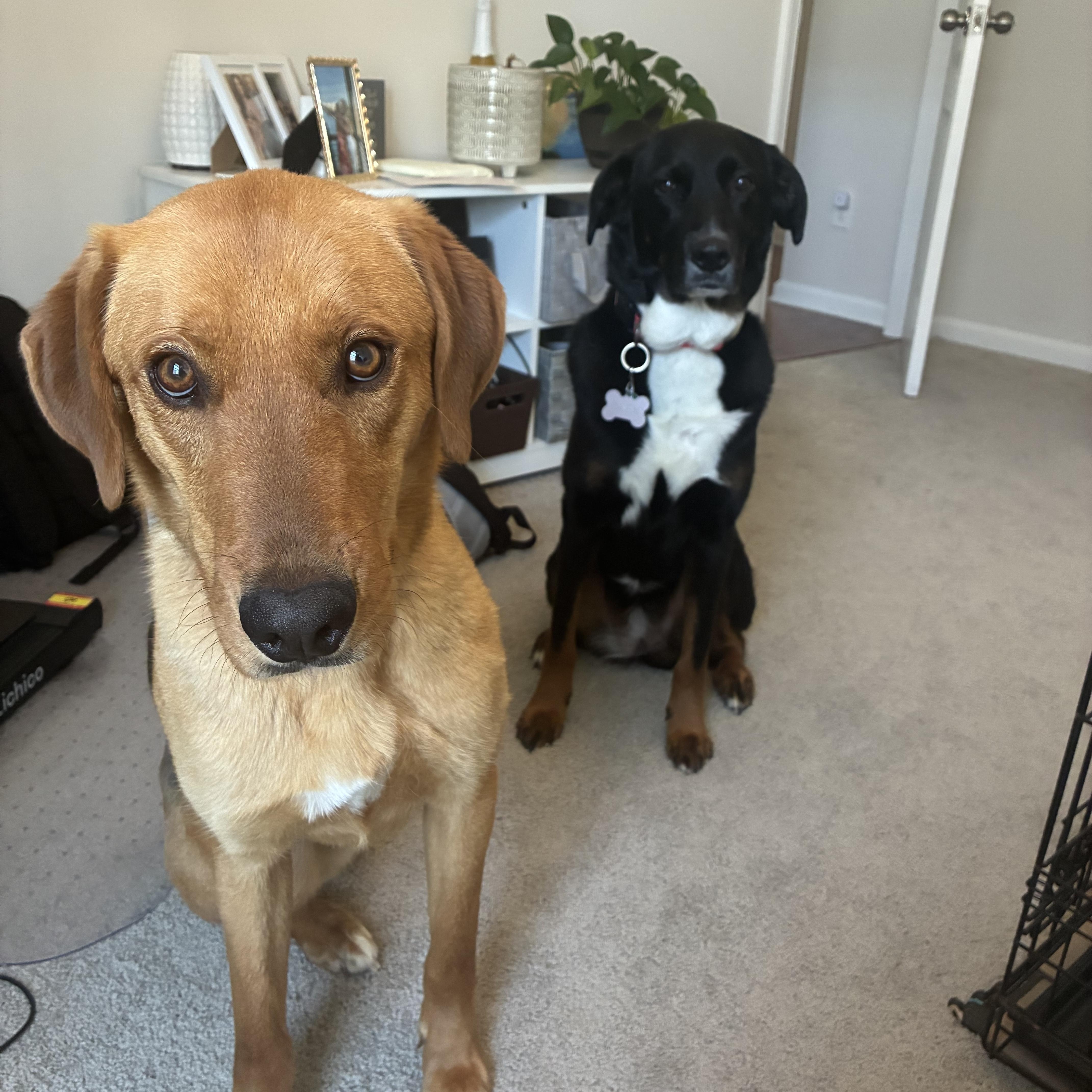 Enlarge Eli, a Adoptable mixed breed in Charlotte, NC image 6/6