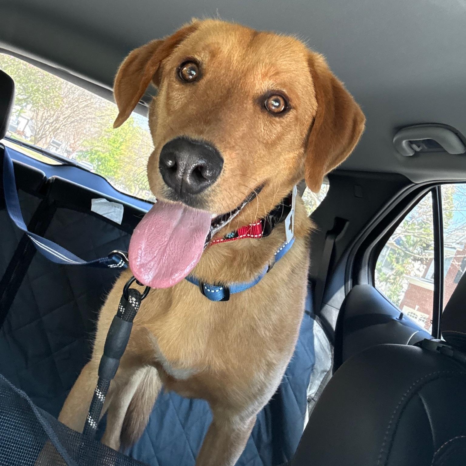 Enlarge Eli, a Adoptable mixed breed in Charlotte, NC image 3/6