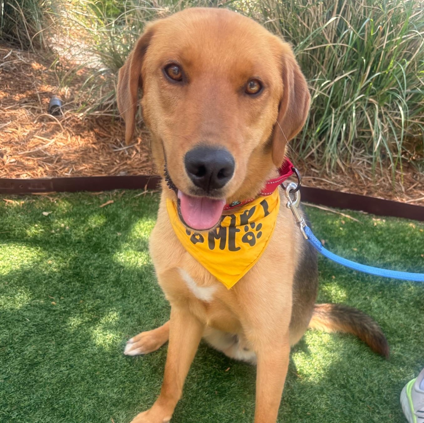 Enlarge Eli, a Adoptable mixed breed in Charlotte, NC image 1/6