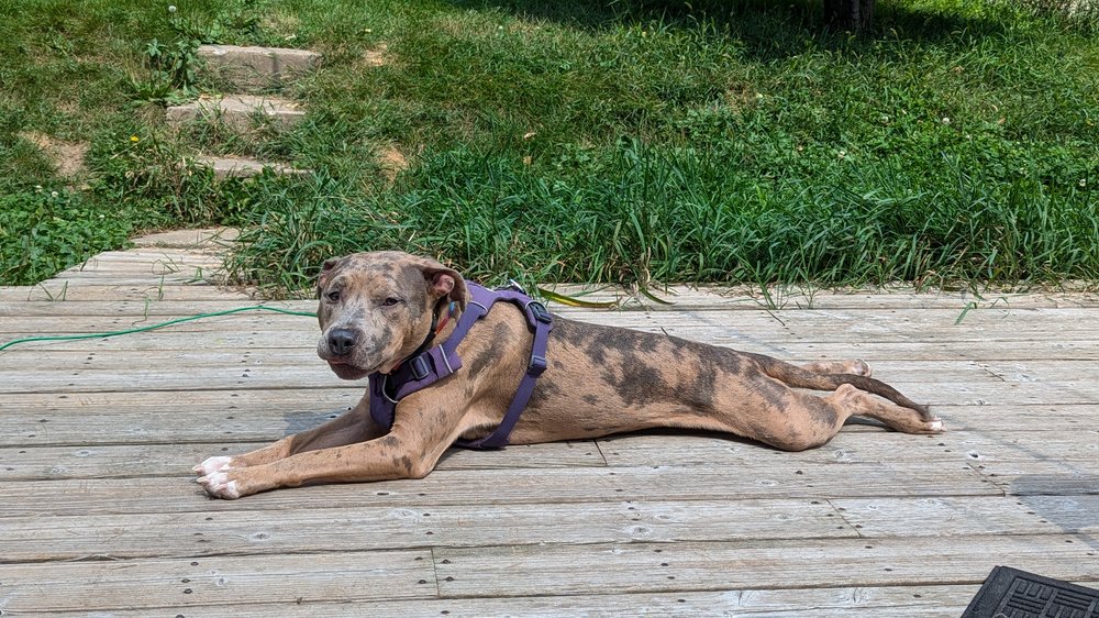 Enlarge Carlitto, a Adoptable Pit Bull Terrier in Minneapolis, MN image 3/6