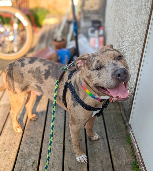 Enlarge Carlitto, a Adoptable Pit Bull Terrier in Minneapolis, MN image 4/6