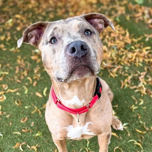 Enlarge Carlitto, a Adoptable Pit Bull Terrier in Minneapolis, MN image 1/6
