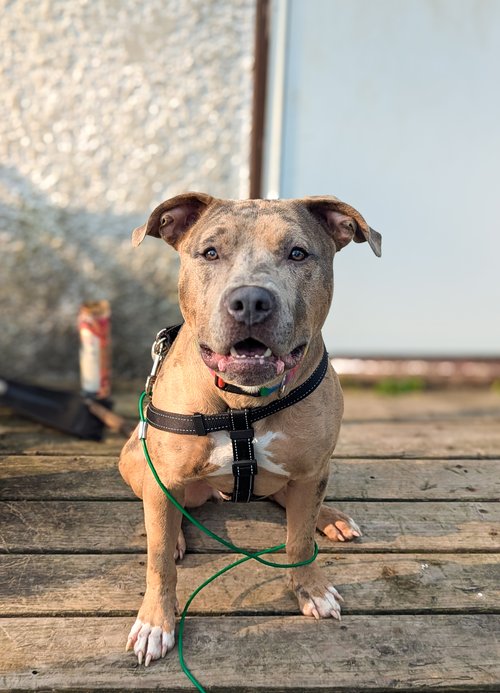 Enlarge Carlitto, a Adoptable Pit Bull Terrier in Minneapolis, MN image 6/6