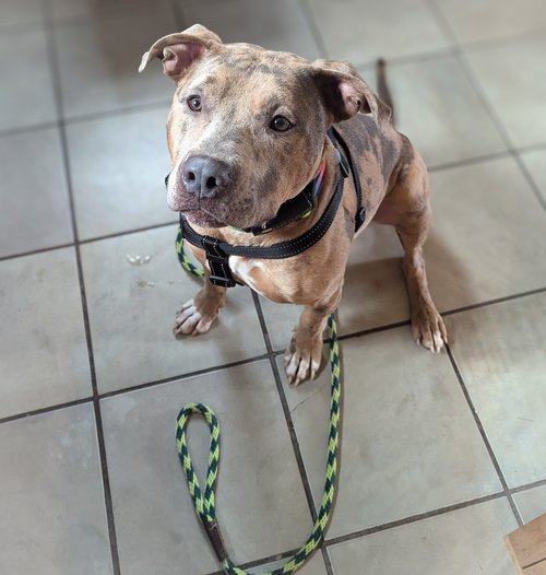 Enlarge Carlitto, a Adoptable Pit Bull Terrier in Minneapolis, MN image 5/6