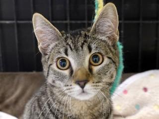 Lydia, an adoptable Tabby, Domestic Short Hair in Anaconda, MT, 59711 | Photo Image 1