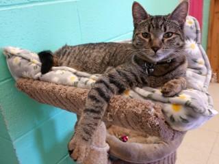 Enlarge Lydia, an adoptable mixed breed in Anaconda, MT image 6/6