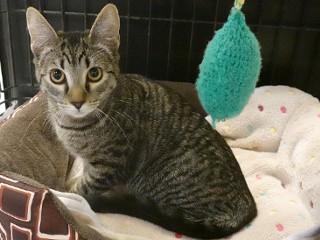 Lydia, an adoptable Tabby, Domestic Short Hair in Anaconda, MT, 59711 | Photo Image 2